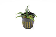 Bucephalandra Goliath Bucephalandra - Buce Plant