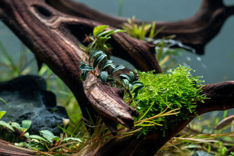 Bucephalandra Grappa Red (Mini) Bucephalandra - Buce Plant