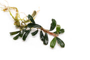 Bucephalandra Grappa Red (Mini) Bucephalandra - Buce Plant