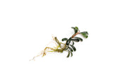 Bucephalandra Grappa Red (Mini) Bucephalandra - Buce Plant