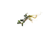 Bucephalandra Grappa Red (Mini) Bucephalandra - Buce Plant
