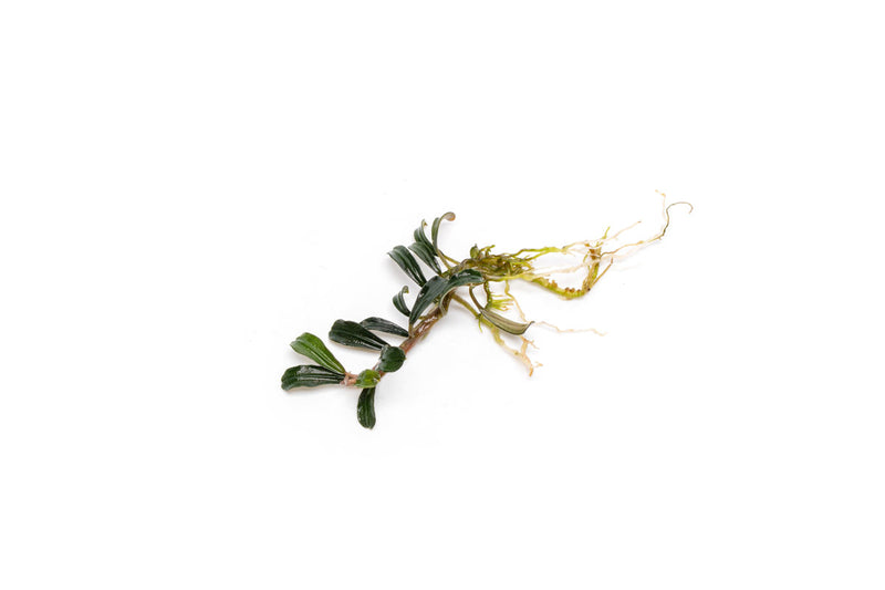 Bucephalandra Grappa Red (Mini) Bucephalandra - Buce Plant