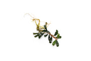 Bucephalandra Grappa Red (Mini) Bucephalandra - Buce Plant