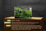 Alternanthera Red Broad Leaf Aquatic Plant - Buce Plant
