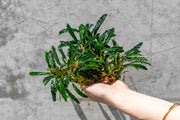 Bucephalandra Green Godzilla Bucephalandra - Buce Plant