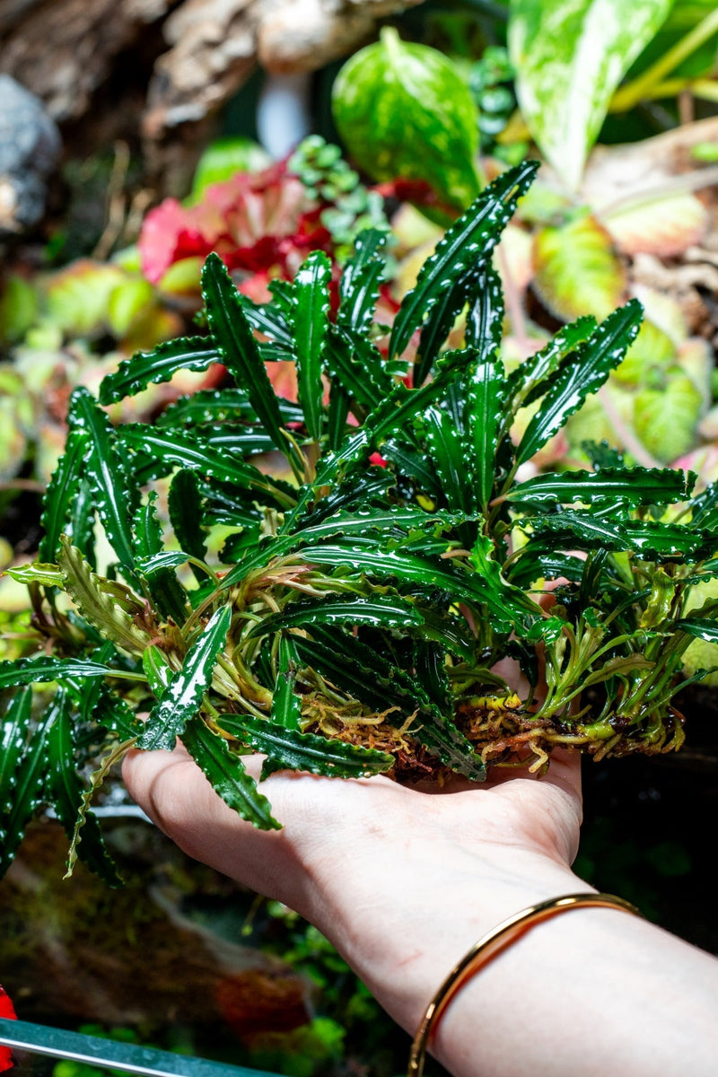 Bucephalandra Green Godzilla Bucephalandra - Buce Plant