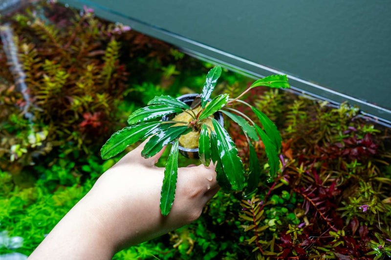Bucephalandra Green Godzilla Pot Bucephalandra - Buce Plant