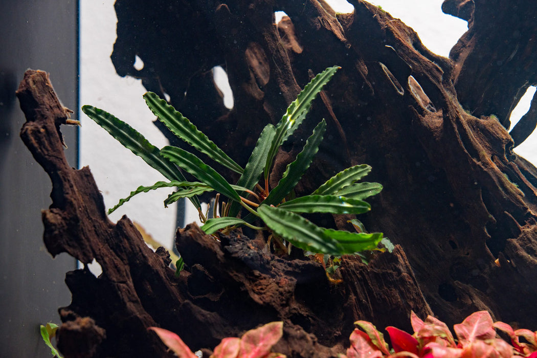 Bucephalandra Green Godzilla Pot