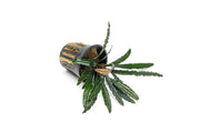 Bucephalandra Green Godzilla Pot Bucephalandra - Buce Plant