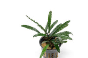 Bucephalandra Green Godzilla Pot Bucephalandra - Buce Plant