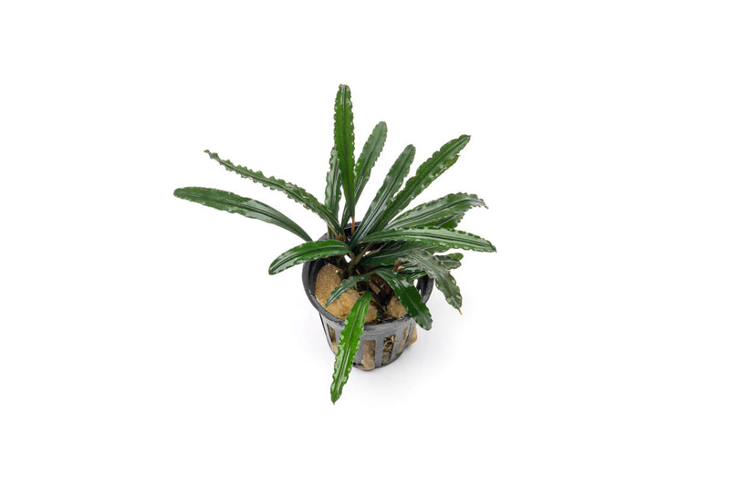 Bucephalandra Green Godzilla Pot Bucephalandra - Buce Plant