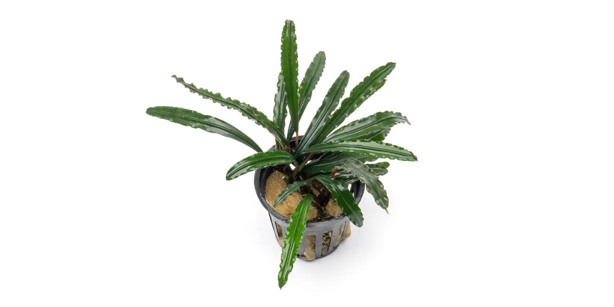 Bucephalandra Green Godzilla Pot - Aquascaping Plant