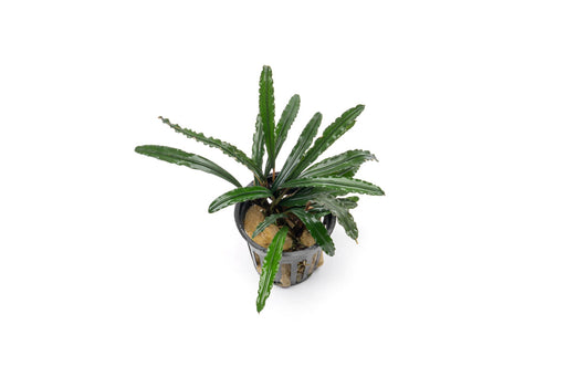 Bucephalandra Green Godzilla Pot