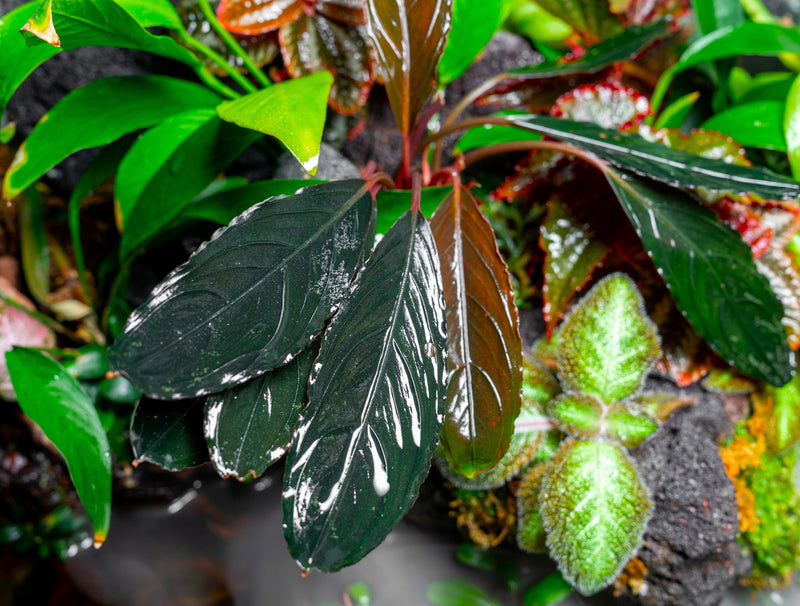 Bucephalandra Green Skeleton King / Green Achilles Bucephalandra - Buce Plant