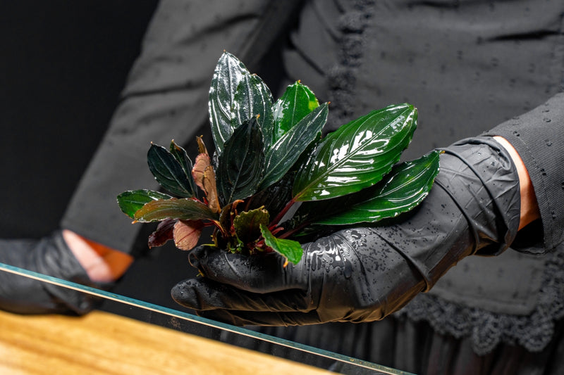 Bucephalandra Green Skeleton King / Green Achilles Bucephalandra - Buce Plant