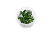 Bucephalandra Green Wavy Aquatic Farmer Tissue Culture Aquatic Plant - Buce Plant