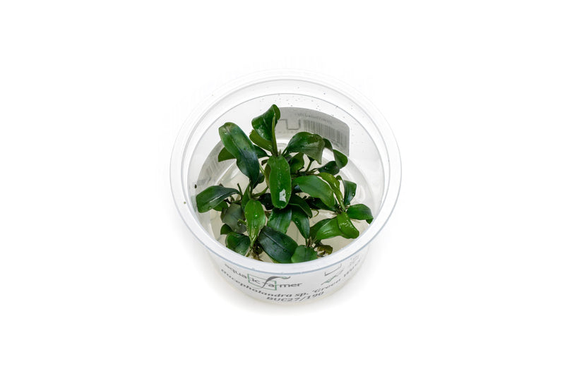Bucephalandra Green Wavy Aquatic Farmer Tissue Culture Aquatic Plant - Buce Plant