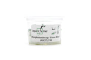 Bucephalandra Green Wavy Aquatic Farmer Tissue Culture Aquatic Plant - Buce Plant