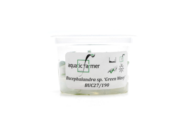 Bucephalandra Green Wavy Aquatic Farmer Tissue Culture Aquatic Plant - Buce Plant