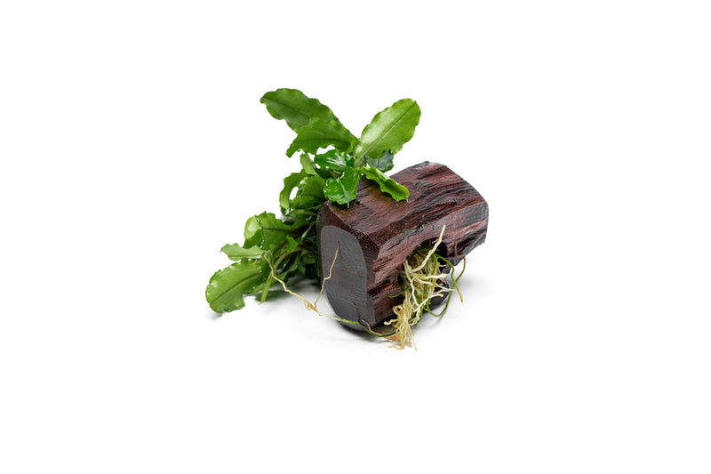 Bucephalandra Green Wavy on Driftwood Bucephalandra - Buce Plant