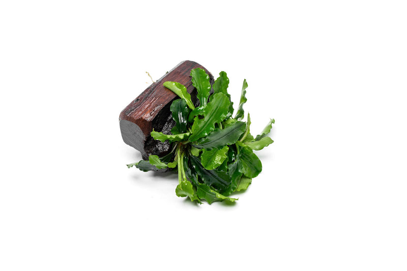 Bucephalandra Green Wavy on Driftwood Bucephalandra - Buce Plant
