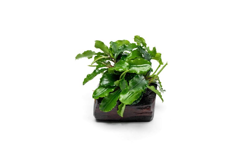 Bucephalandra Green Wavy on Driftwood Bucephalandra - Buce Plant