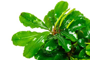Bucephalandra Green Wavy Pot (Farmed) Bucephalandra - Buce Plant