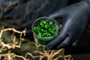 Bucephalandra Green Wavy UNS Tissue Culture Aquatic Plant - Buce Plant