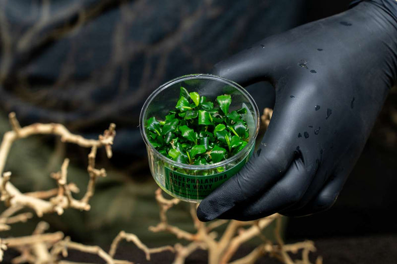 Bucephalandra Green Wavy UNS Tissue Culture Aquatic Plant - Buce Plant