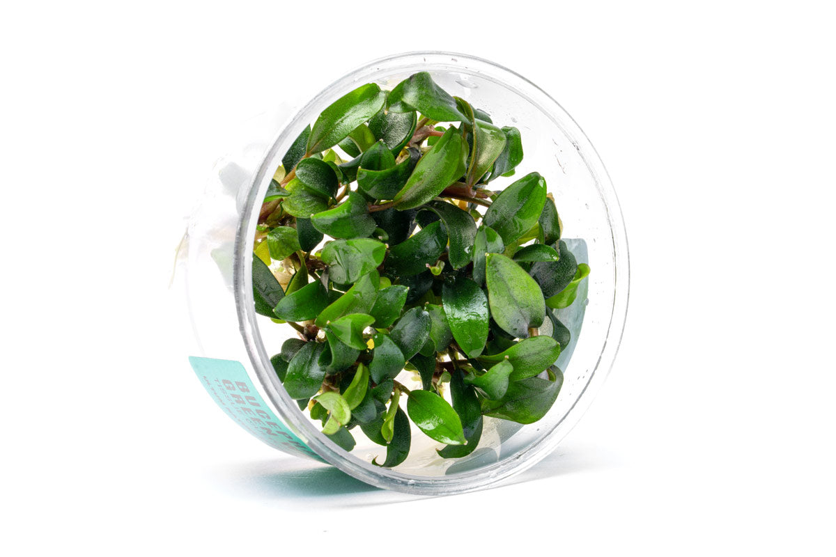 水草 Bucephalandra cv.\