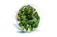 Bucephalandra Green Wavy UNS Tissue Culture