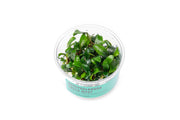Bucephalandra Green Wavy UNS Tissue Culture Aquatic Plant - Buce Plant