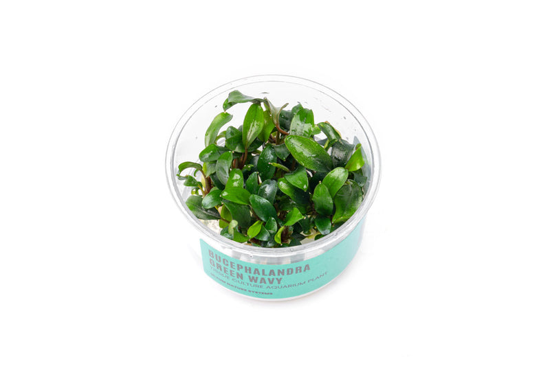 Bucephalandra Green Wavy UNS Tissue Culture Aquatic Plant - Buce Plant