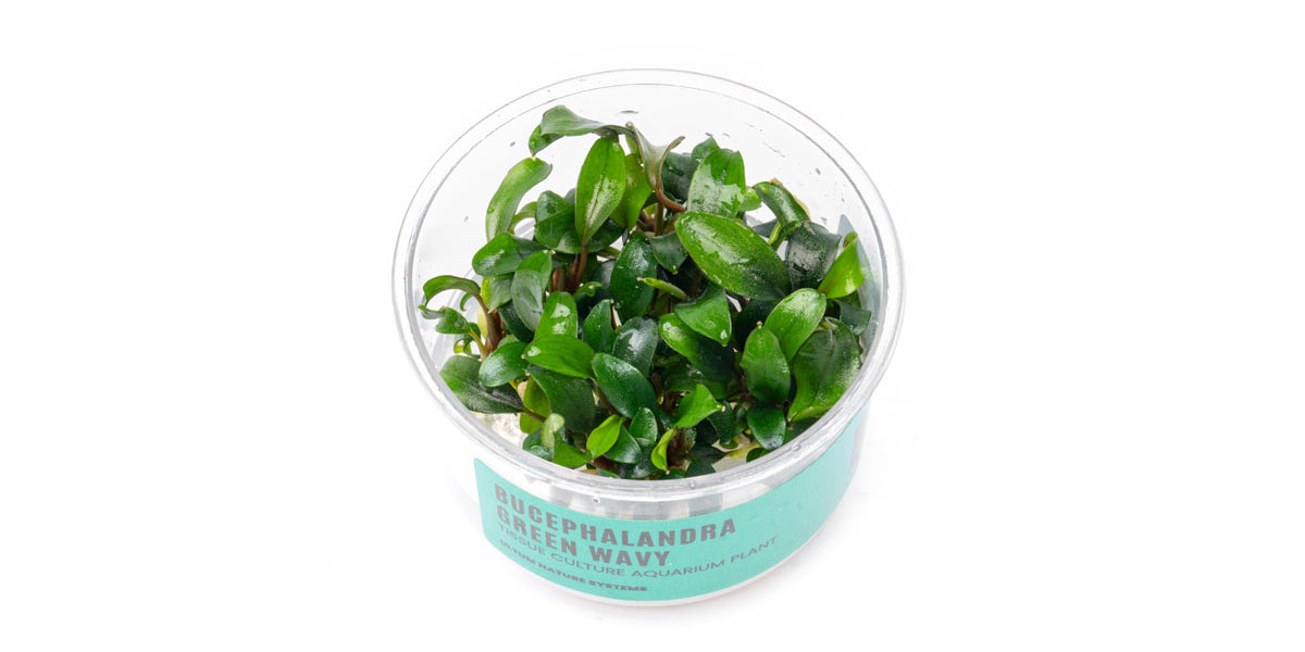 Bucephalandra Green Wavy UNS Tissue Culture for Aquascaping — Buce