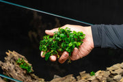 Bucephalandra Green Wavy UNS Tissue Culture Aquatic Plant - Buce Plant