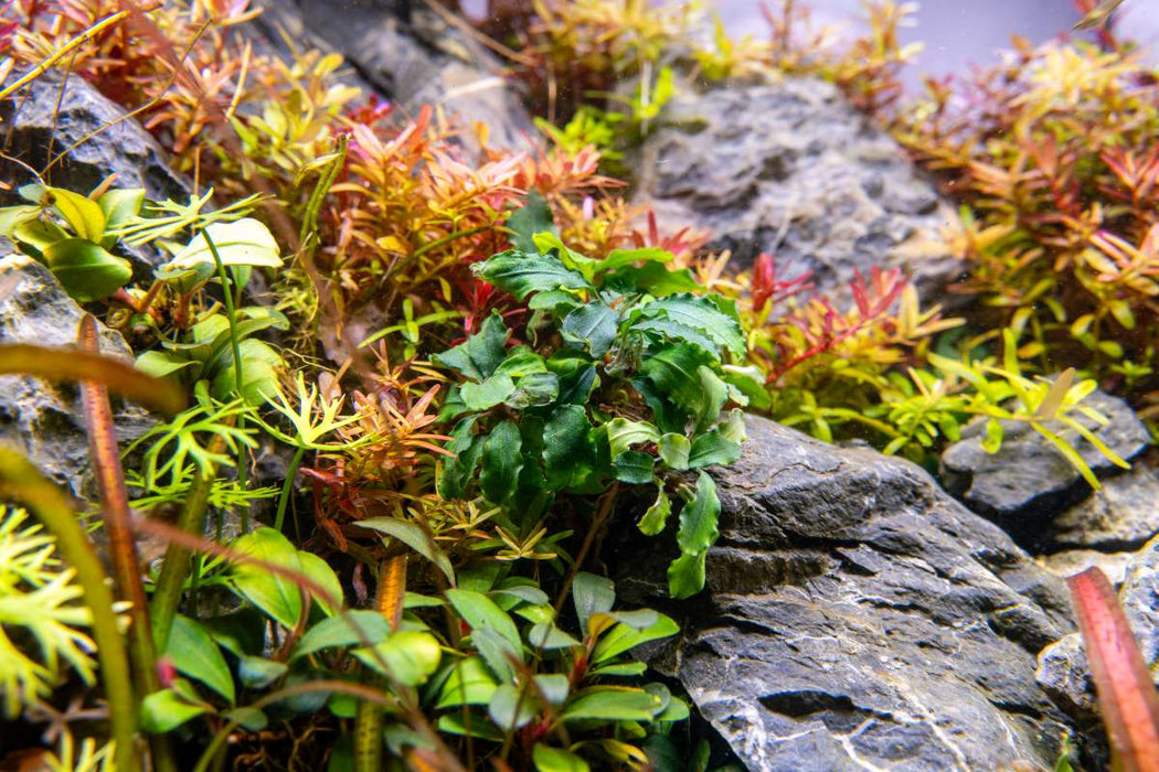 Bucephalandra Green Wavy UNS Tissue Culture
