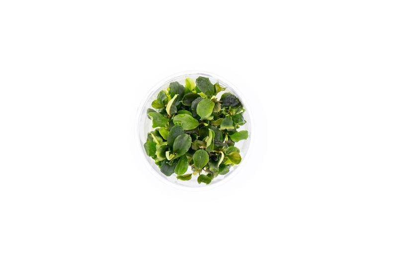 Bucephalandra Aquarium Plants — Buce Plant