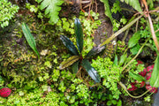 Bucephalandra Kedagang Brown Long