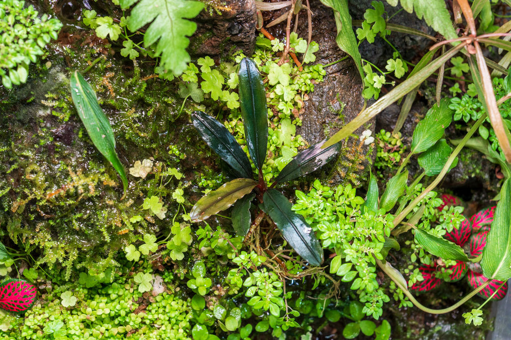 Bucephalandra Kedagang Brown Long