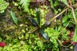 Bucephalandra Kedagang Brown Long