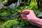 Bucephalandra Kedagang Brown Long