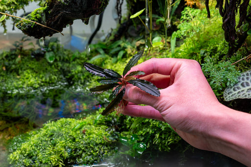 Bucephalandra Kedagang Brown Long