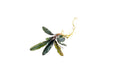 Bucephalandra Kedagang Brown Long