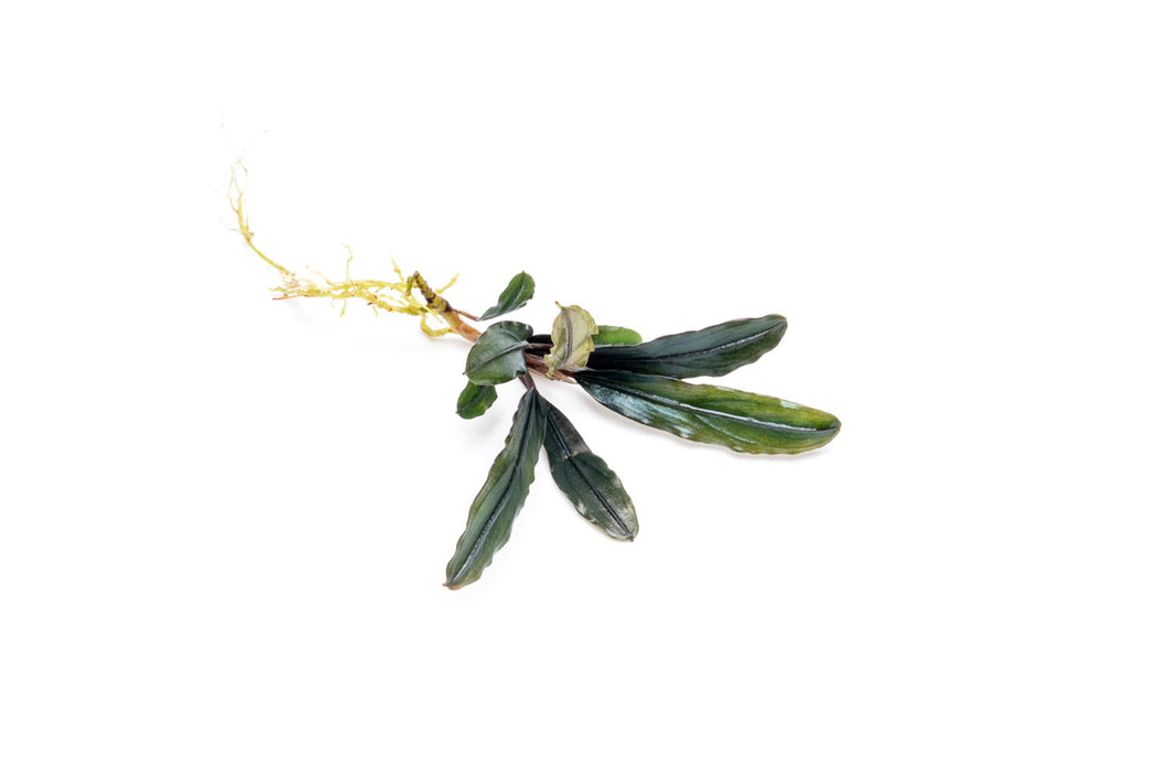 Bucephalandra Kedagang Brown Long