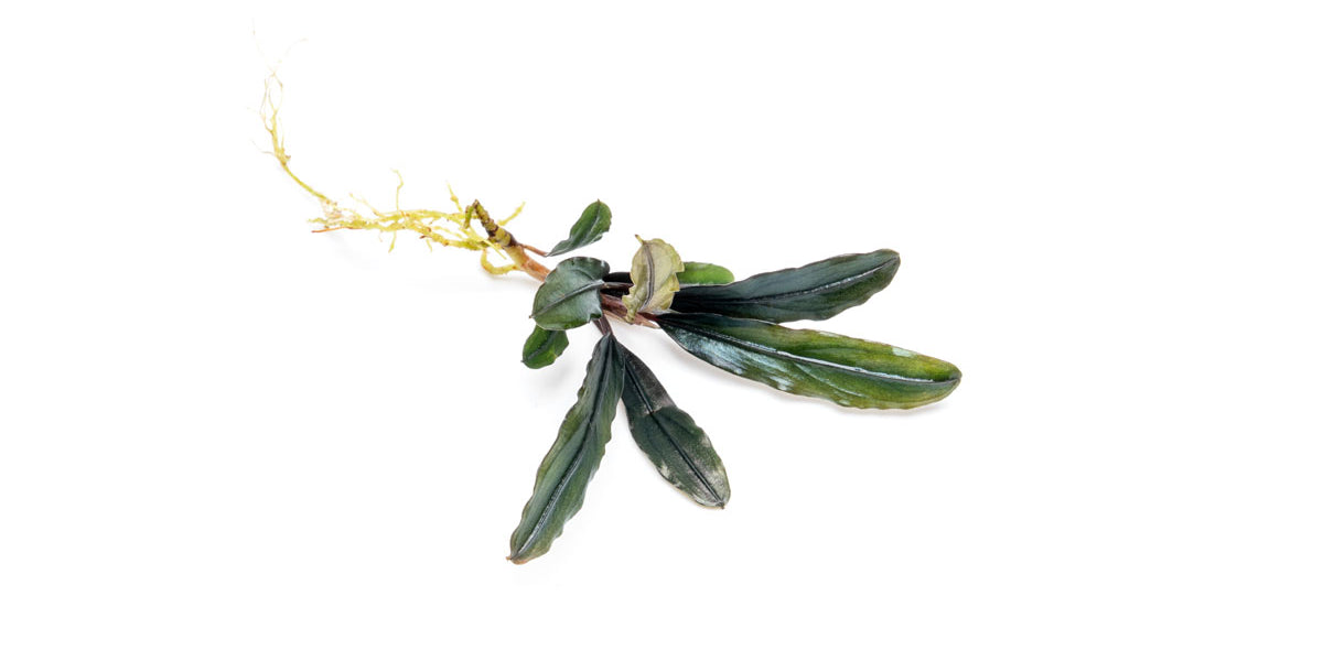 bucephalandra-kedagang-brown-