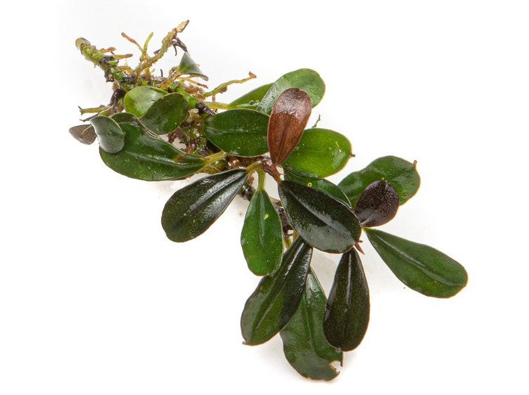 Team Buce Plant Starter Pack Bucephalandra - Buce Plant