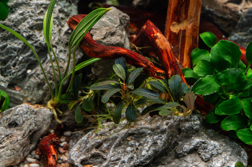 Bucephalandra Kedagang Mini Round (Farmed)