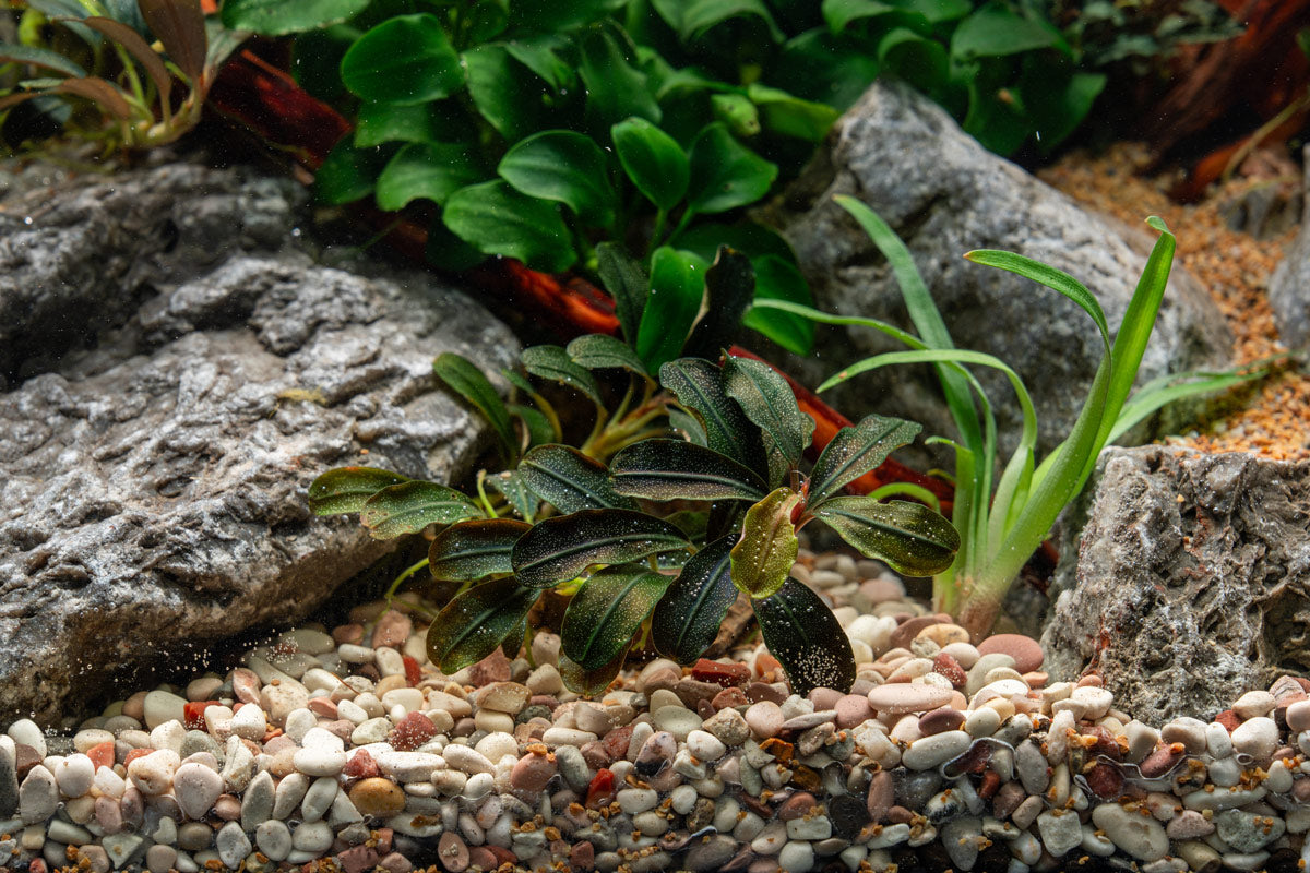 Bucephalandra sp.Ketapang④ Bucephalandra Kedagang Mini Round (Farmed) - Aquascaping Plant