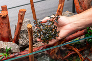 Bucephalandra Kedagang Mini Round (Farmed)