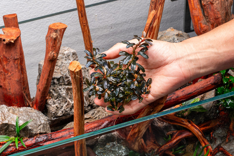 Bucephalandra Kedagang Mini Round (Farmed)